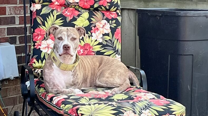 Mookie relaxing in the backyard. CONTRIBUTED