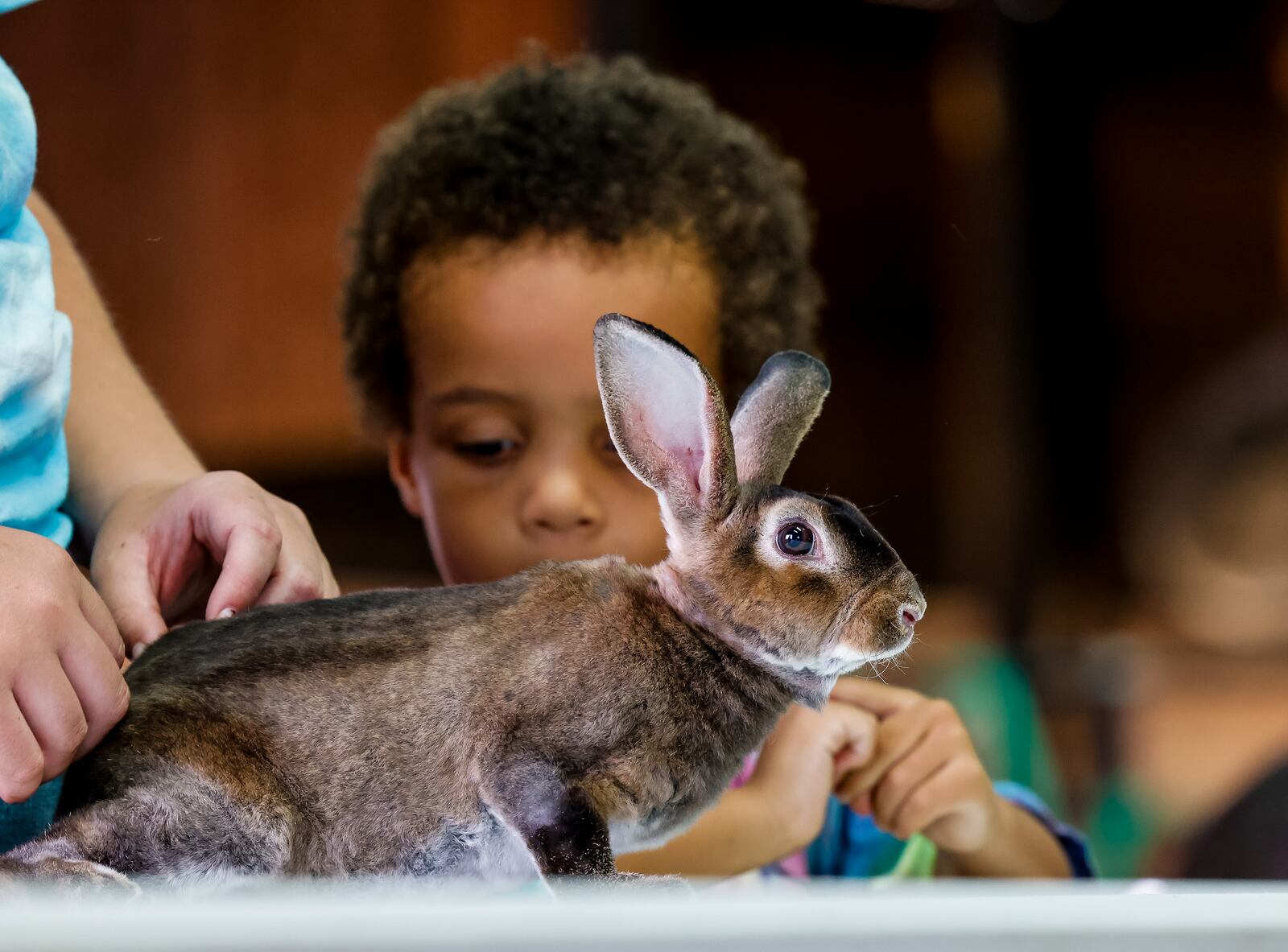 Roman, 3, shows rabbit, Pinky, with the help of his mentor Kenlee Blankenship at the Animal and Me show Friday, July 30, 2021, at the Butler County Fair in Hamilton. The Animal and Me program pairs up 4-H teen mentors with people who may not get the chance to show an animal and teaches them how to care for and show them. Animals ranged from rabbits to goats to miniature horses. NICK GRAHAM / STAFF