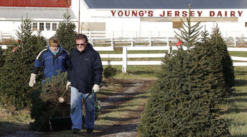 Phil Miller and his daughter, Sara Gray, drag their Christmas trees back to their truck Wednesday after cutting them at Young’s Christmas Tree Farm. Bill Lackey/Staff