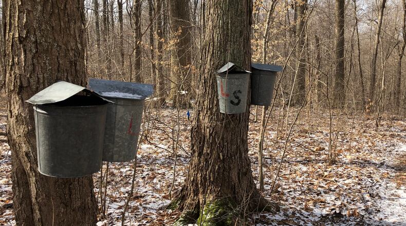 Maple syrup buckets collect sap in Hueston Woods State Park. Photo courtesy the Ohio Department of Natural Resources.