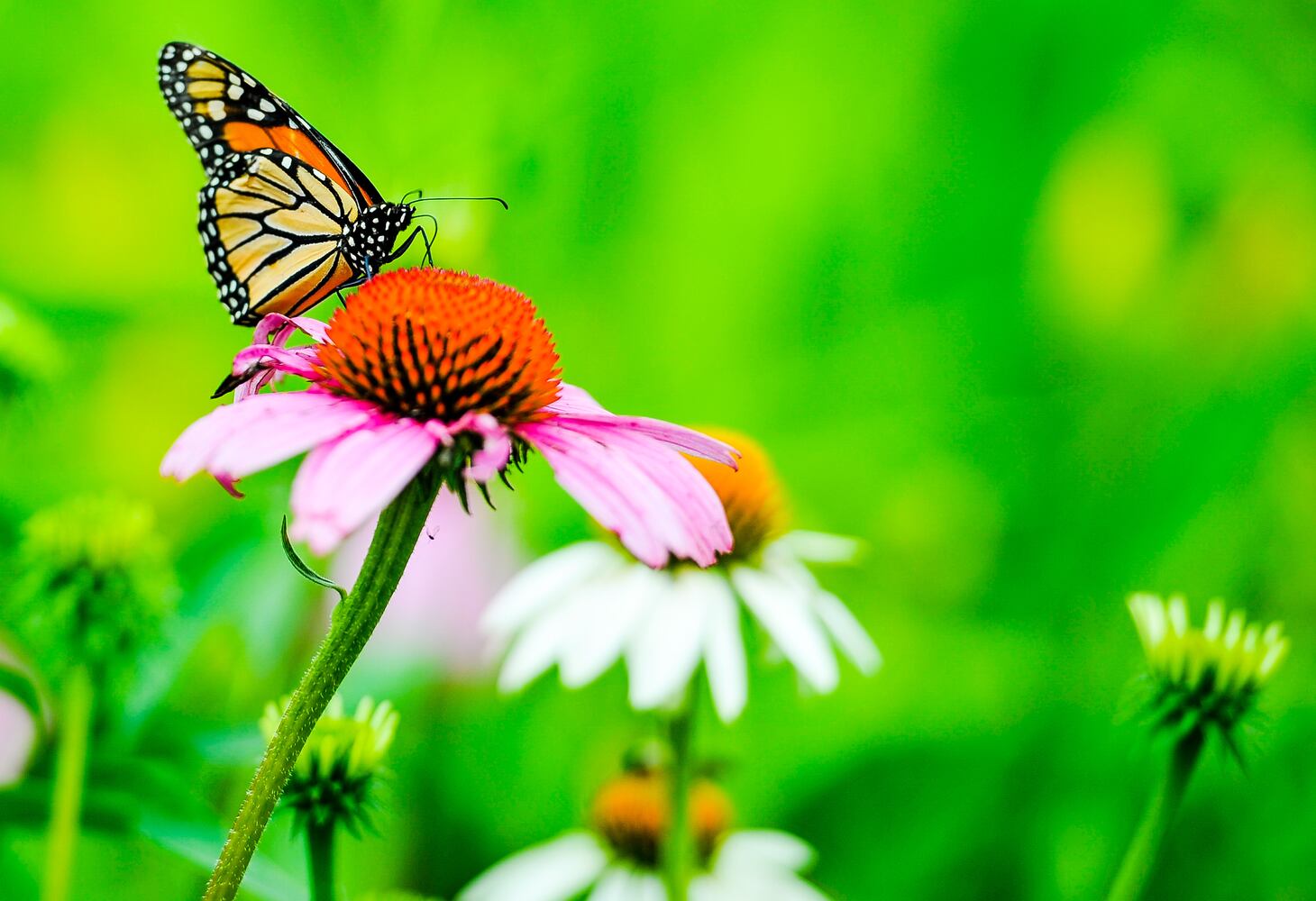 Flower photos to make you think about warmer weather around the corner