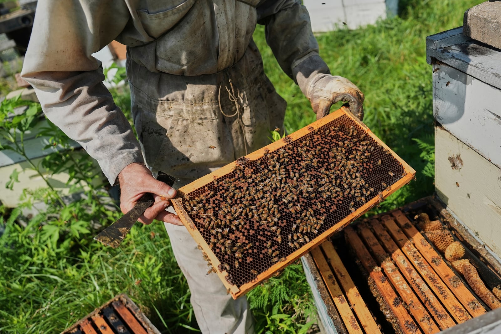Isaac Barnes inspects a honeycomb from one of his honeybee hives Tuesday, June 24, 2025, in Williamsport, Ohio. (AP Photo/Joshua A. Bickel)