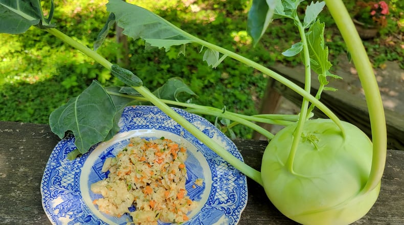 Kohlrabi is yet another brassica, along with cabbage, kale, broccoli and so on. “Kohl” is German for cabbage and “rabi” is a variant on German for turnip. CONTRIBUTED