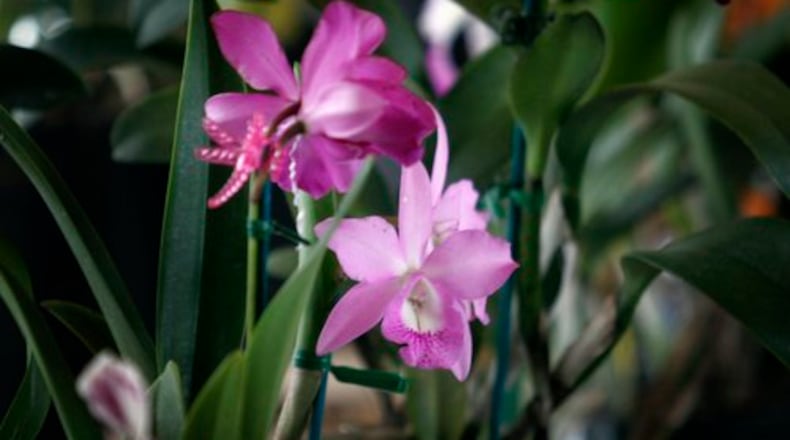 The sights and scents of orchids were on display Sunday, Feb. 20, at the Miami Valley Orchid Society's 2011 Spring Orchid Show & Sale at Cox Arboretum MetroPark.