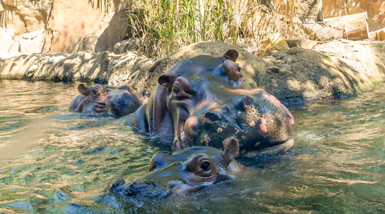 Fiona the hippo and her mother, Bibi – possibly the most charismatic Cincinnatians ever – got off on the right foot with their new roommate, Tucker in 2021. WCPO
