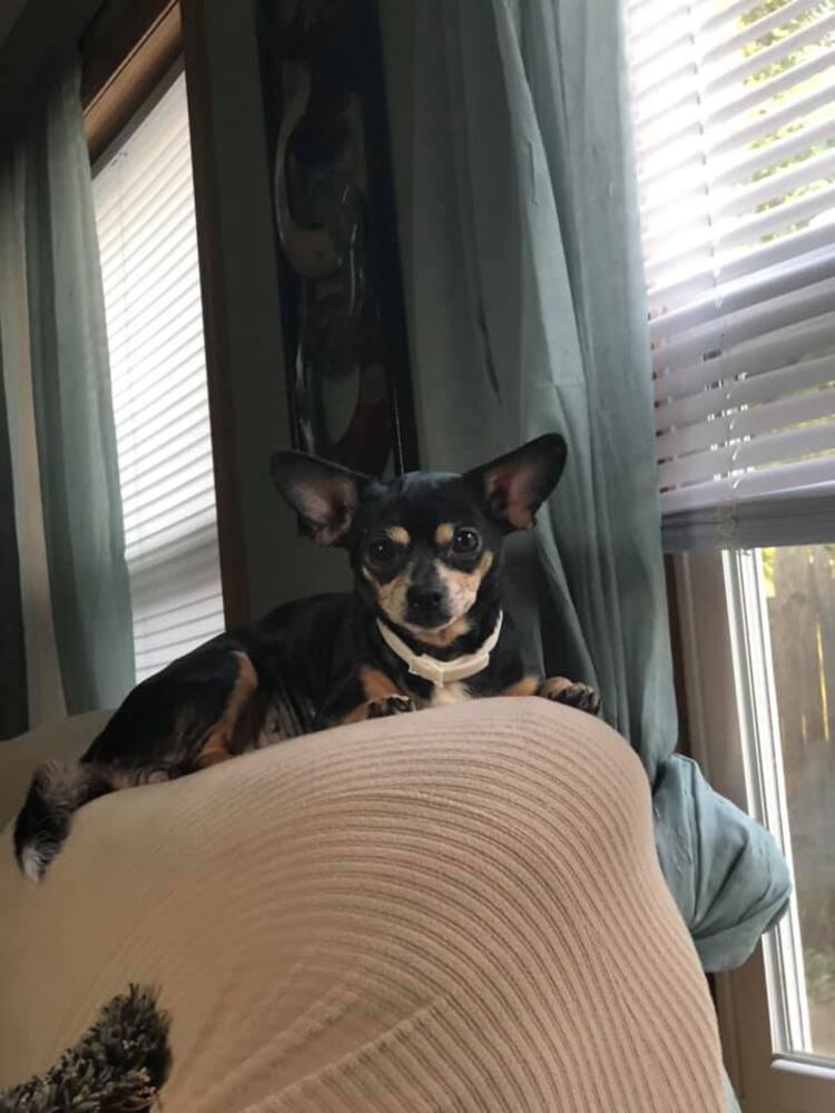 PHOTOS Readers respond to National Black Dog day post with pictures of their pets.