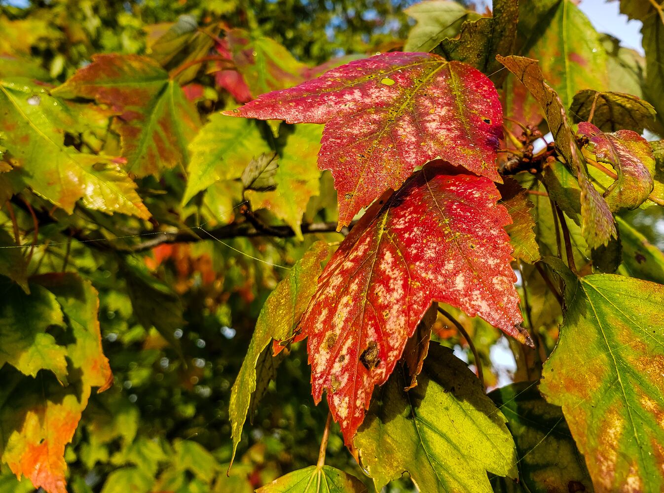 Fall colors October 2020