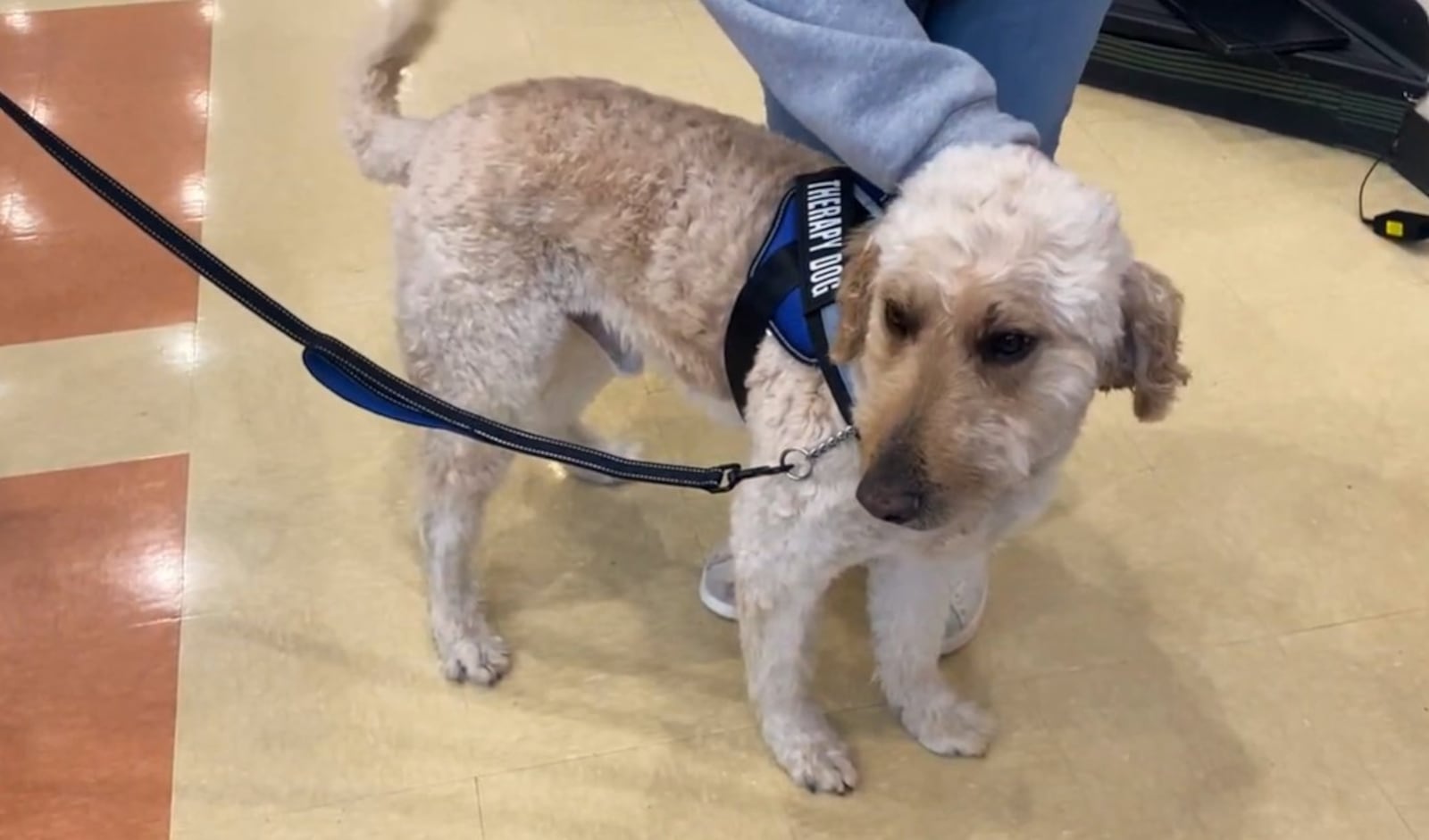 Tango is the newest therapy dog for the Hamilton City Schools. The nearly 2-year-old doodle mix is being used to help de‑escalate children who might be overstimulated in stressful situations. CONTRIBUTED/TvHamilton