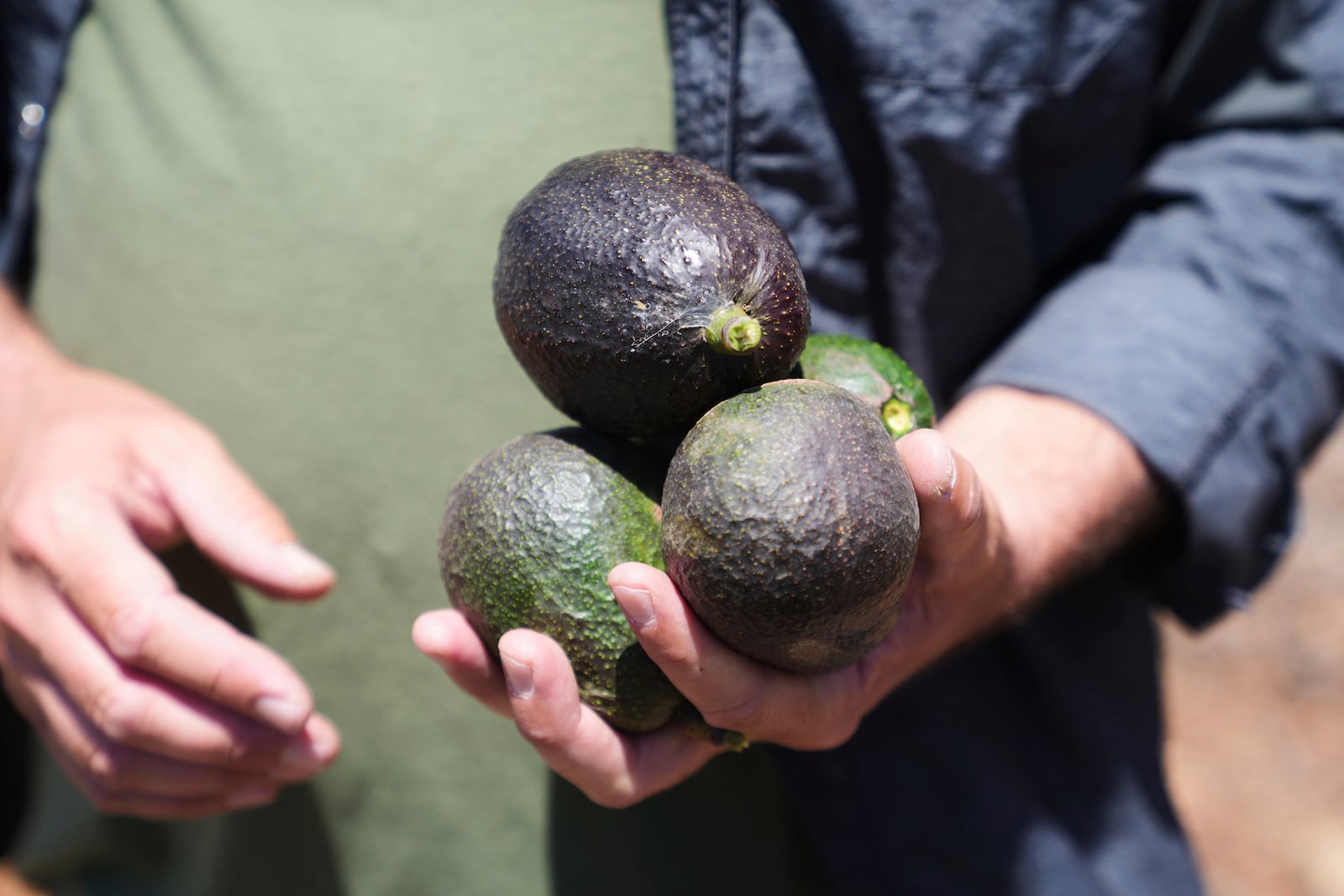 Andreas Tompros holds ripe avocados grown at his avocado farm, Ridgecrest Avocados, in Somis, Calif., on Thursday, May 15, 2025. (AP Photo/Damian Dovarganes)