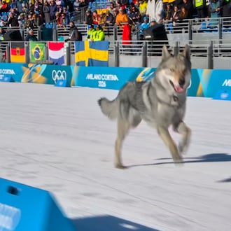 In this image taken from video provided by Olympic Broadcasting Services, OBS, a dog runs onto the track near the finish during the heats of the cross-country skiing women's team sprint free at the 2026 Winter Olympics, in Tesero, Italy, Wednesday, Feb. 18, 2026. (Olympic Broadcasting Services via AP)
