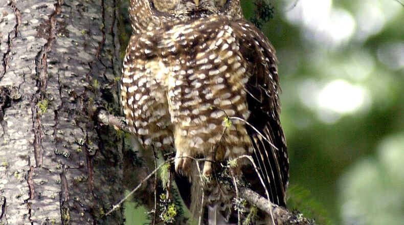 Explore Governor Bebb at night and learn about the owls that live in the parks during the "Owl Prowl." Those who attend may enjoy a fire and hot chocolate while discovering what makes owls such special hunters, then venture into the cold and look for native owls out in the park. Registration is required by today, Jan. 27, 2023. This event is 6-7:30 p.m. Saturday at the Governor Bebb MetroPark Schoolhouse in the Pioneer Village, 1979 Bebb Park Lane, Okeana. FILE PHOTO