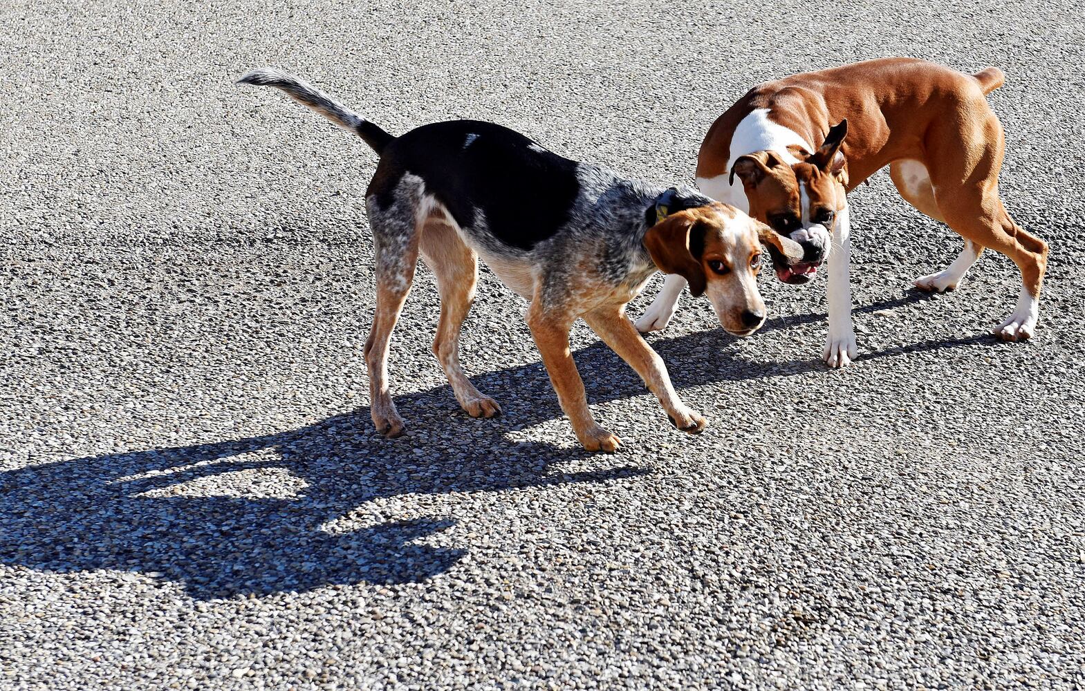 West Chester Pet Resort