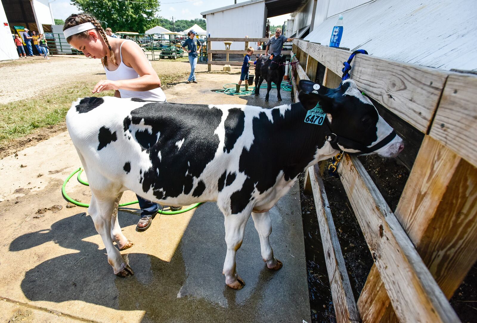 Ali Parman, 14, washes her cow Chuck before competing in showmanship Wednesday, July 25 at the Butler County Fair in Hamilton. 