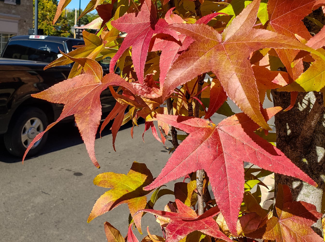 Fall colors October 2020