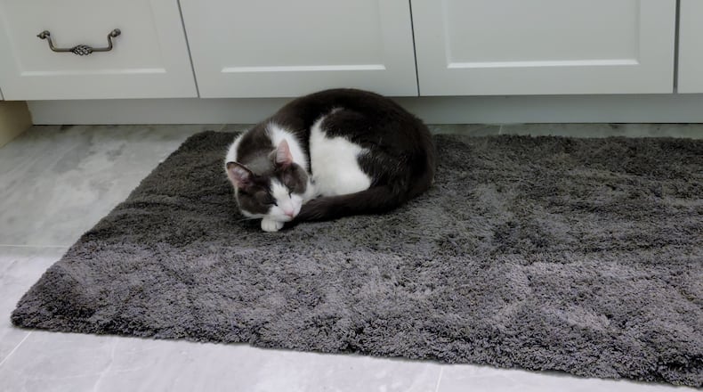 Pip made biscuits on the thick, soft, plush rug, stretching each paw in almost a musical rhythm or beat before lying down for his afternoon nap. CONTRIBUTED