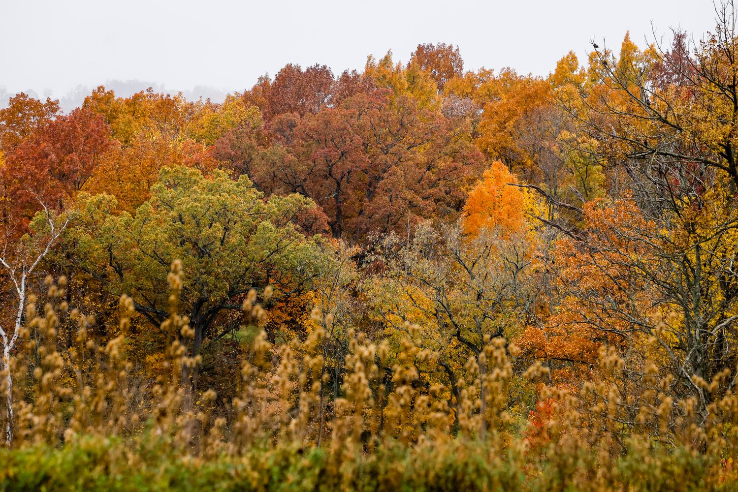 102622 fall colors butler county