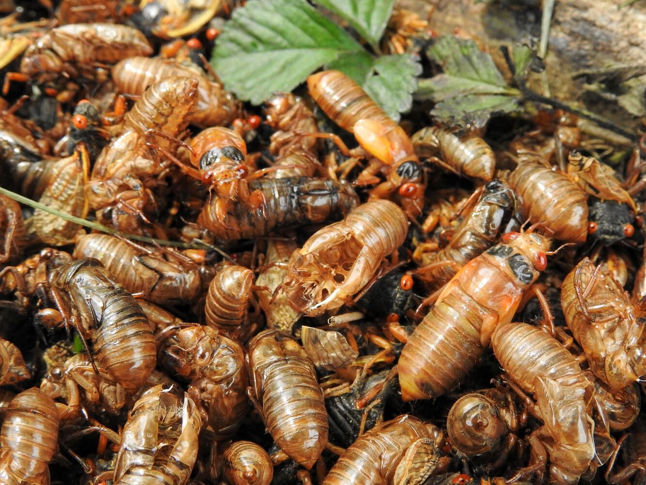 052221 cicadas