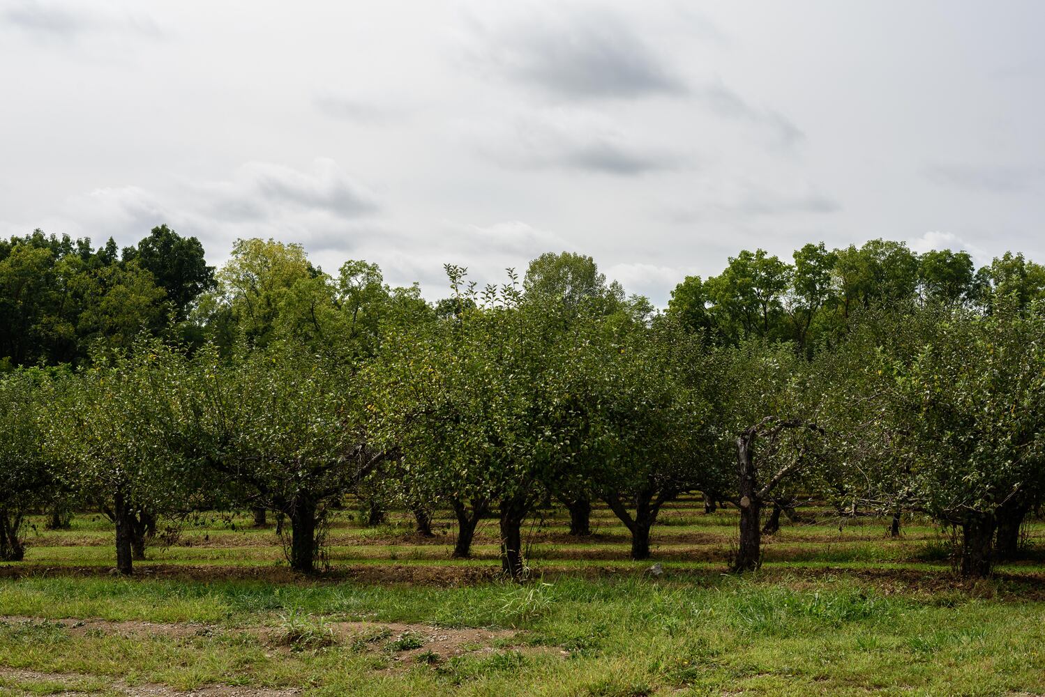Hidden Valley Orchards