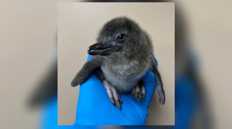 Little blue penguins, like this chick, are among the at-risk birds the Cincinnati Zoo and Botanical Garden are moving indoors as a precaution against the avian flu. Photo courtesy the Cincinnati Zoo and Botanical Garden.