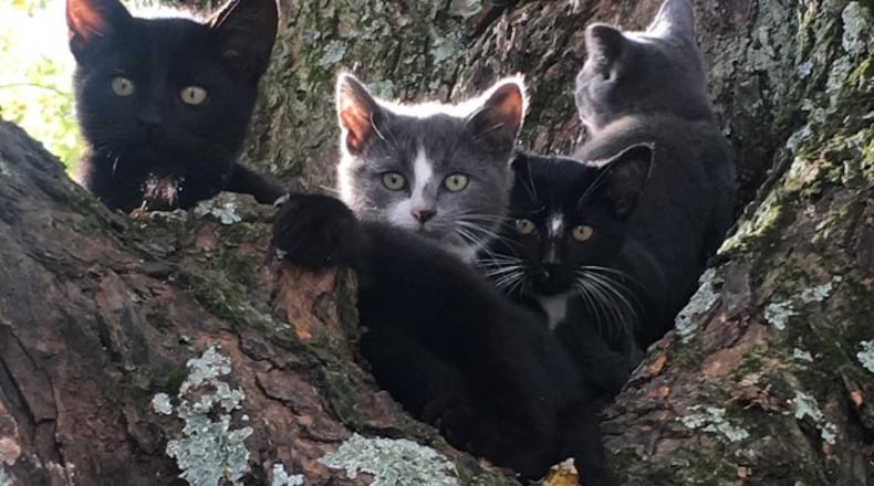 The lost cat is back with her fellow kittens at the Campbell household. CONTRIBUTED