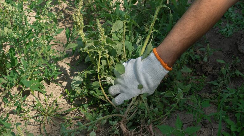 Weeds are loving Ohio's warmer weather this spring. Winter annuals (chickweed, hairy bittercress, cressleaf groundsel, etc.) have almost all gone to seed. Use a pre-emergent herbicide now to prevent them from germinating in the fall, during cooler weather. iSTOCK/COX
