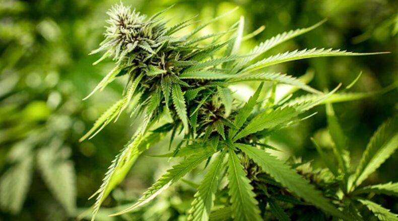 As of Nov. 14, more than 300 physicians had been certified by the state to recommend medical marijuana.