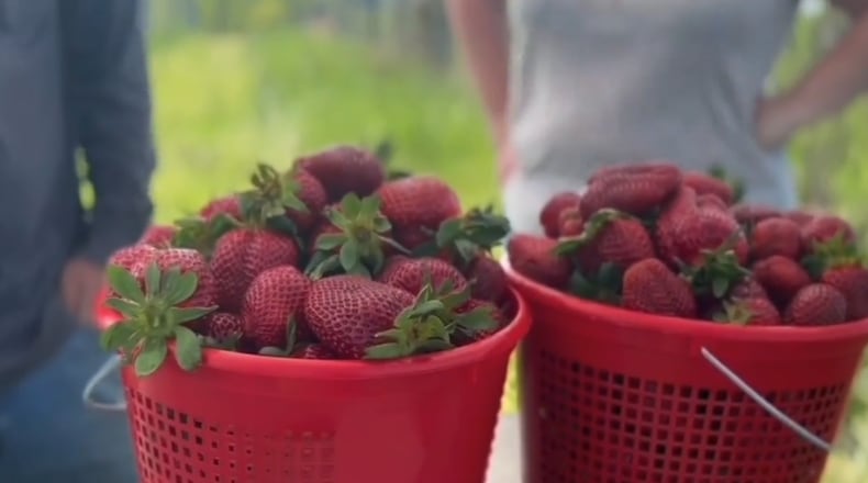 Pictured are strawberries in NKY. JENNIFER KETCHMARK/WCPO