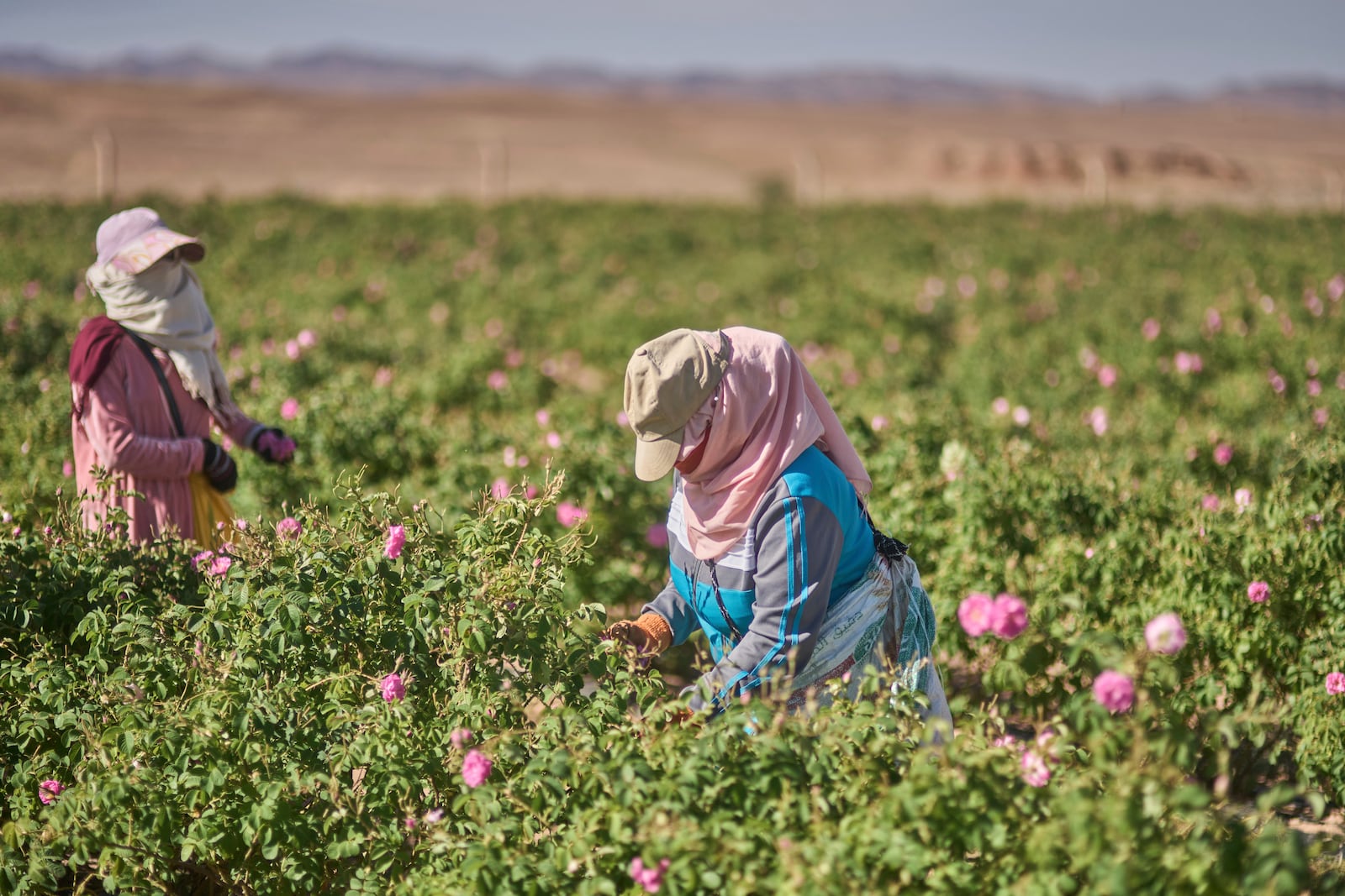 Workers harvest roses in a farm during the annual Rose Festival in Kalaat M'Gouna, Morocco, Tuesday, May 6, 2025. (AP Photo/Mosa'ab Elshamy)