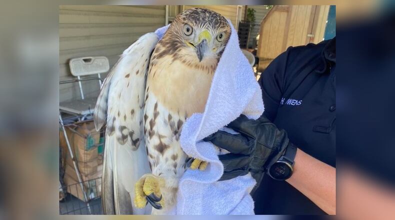 Middletown police officer Holly Owens retrieved an injured Cooper's hawk Thursday, June 23, 2022, that was found by residents near Carolina and Plymouth streets.