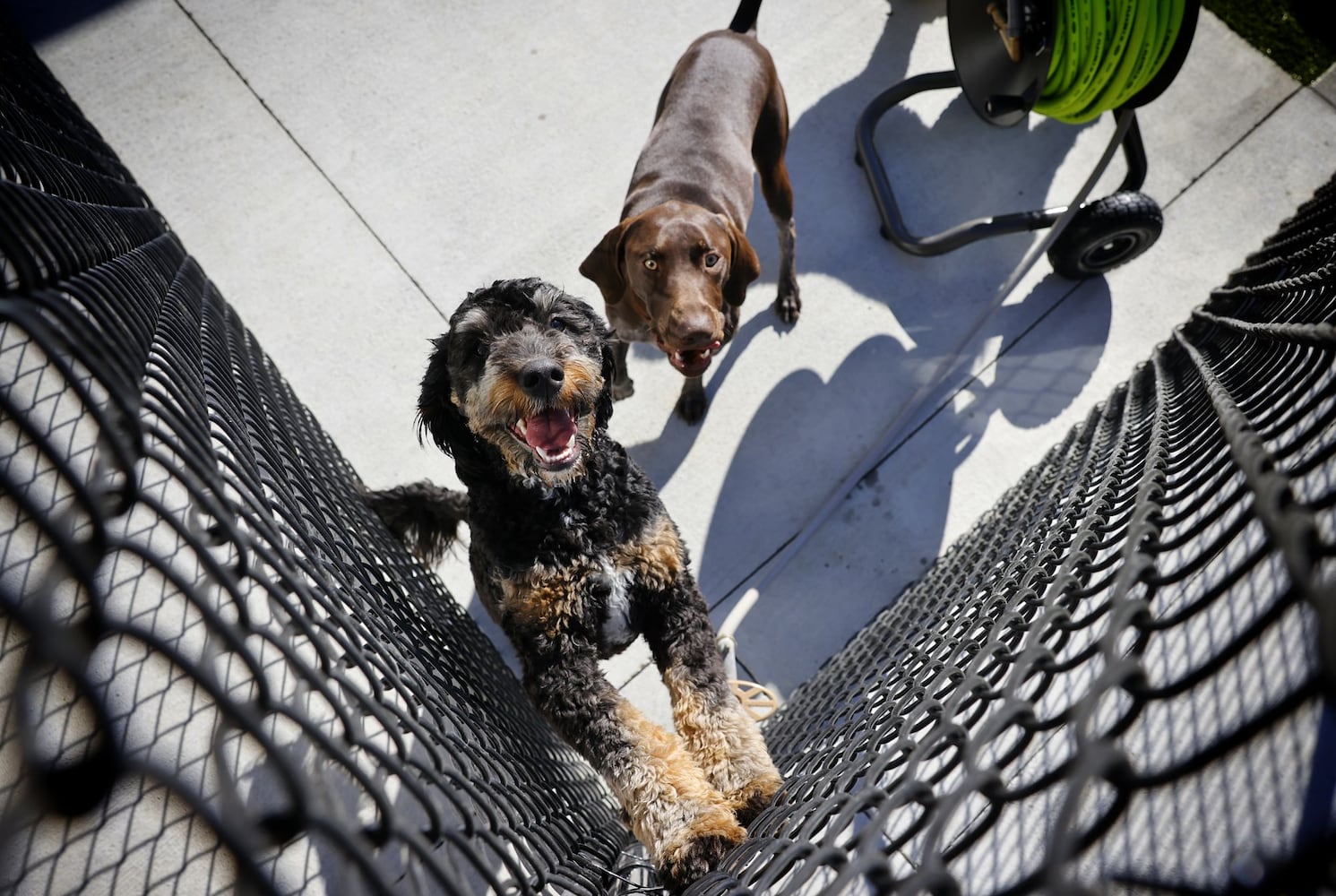 111423 Petsuites