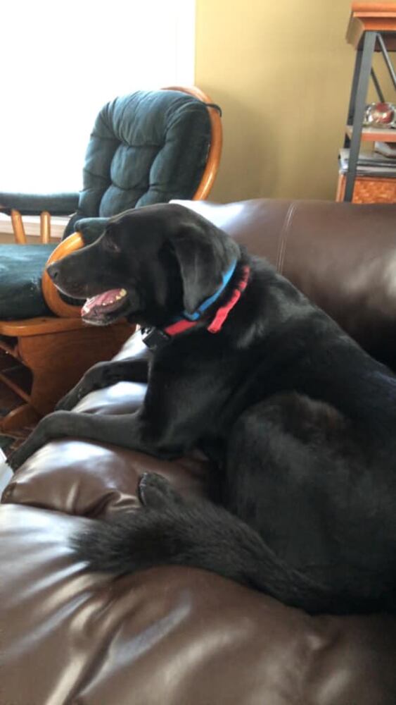 PHOTOS Readers respond to National Black Dog day post with pictures of their pets.