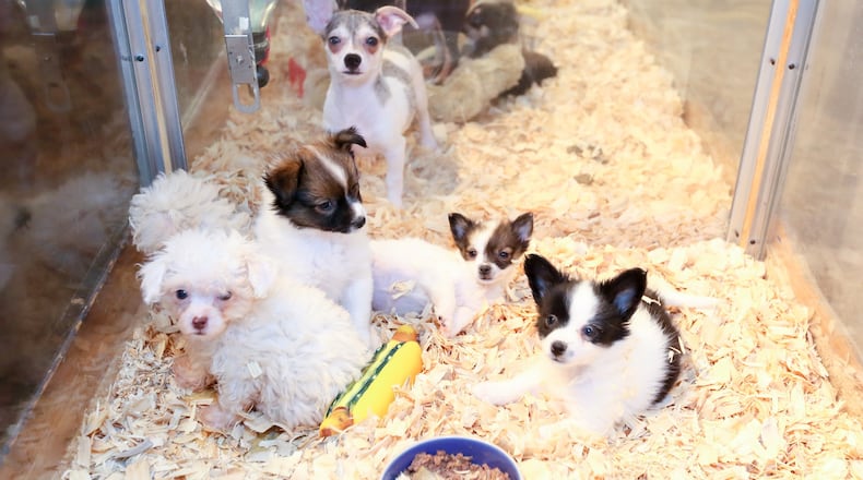 Cheryl Dalton is celebrating 30 years as a Hamilton business owner this year. She started the business as Noah’s Ark at 105 Main Street, moved to a West Side shopping center 18 months later but 20 years ago moved back to the same Main Street storefront and changed the name of the business to Cheri’s Preferred Puppies. GREG LYNCH / STAFF