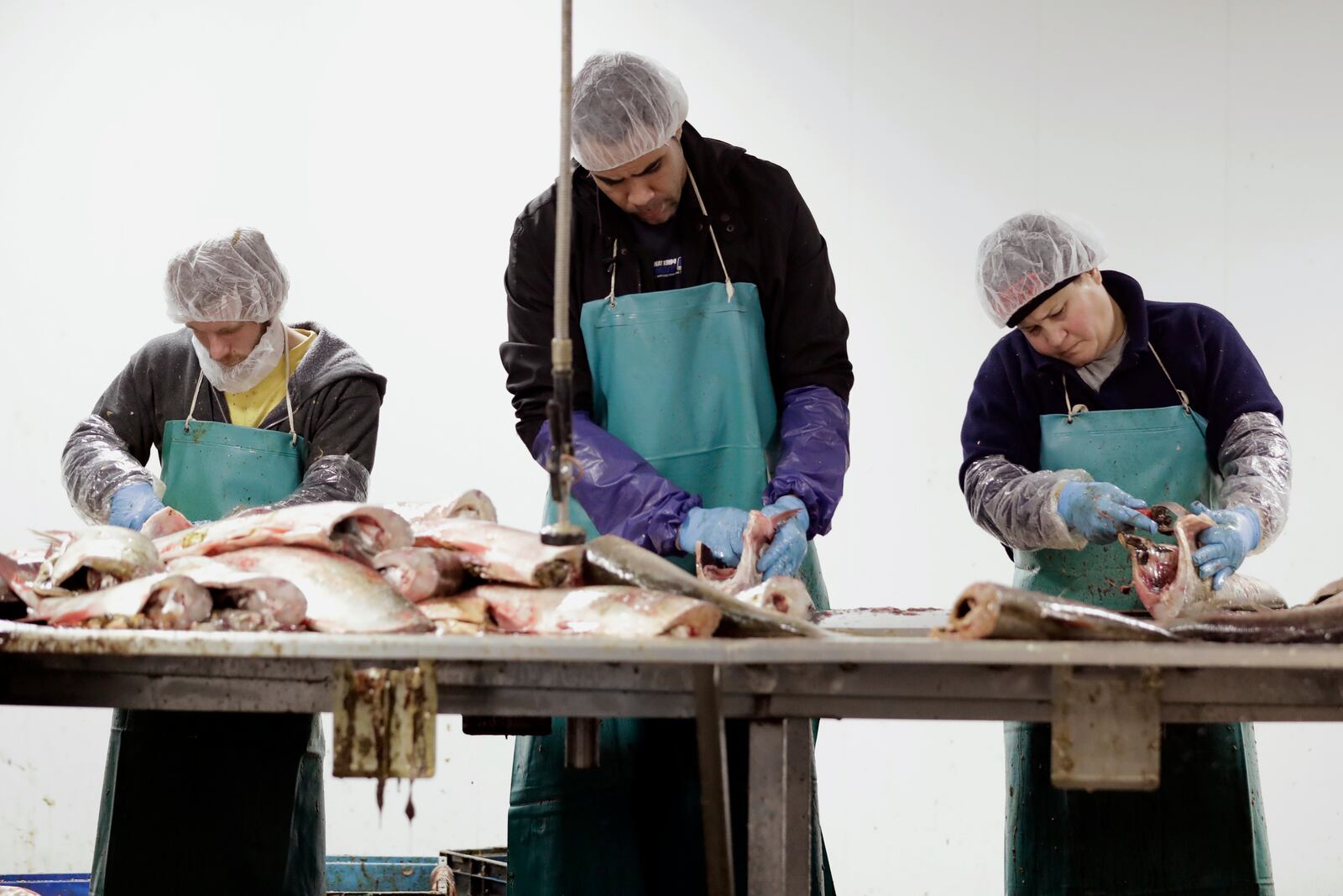FILE - Asian carp are processed at Two Rivers Fisheries in Wickliffe, Ky, Feb. 11, 2020. (AP Photo/Mark Humphrey, file)