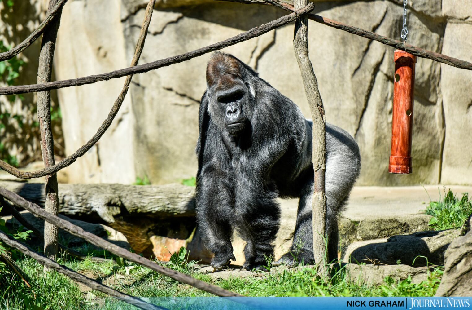 Gorilla Exhibit re-opens