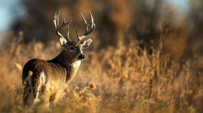 A white-tailed buck in prime condition during fall rut. iSTOCK/COX