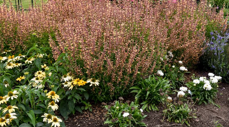 This image provided by Proven Winners shows Meant to Bee Queen Nectarine hummingbird mint plants growing in a garden bed. The 2023 introduction is beloved by bees. (Proven Winners via AP)