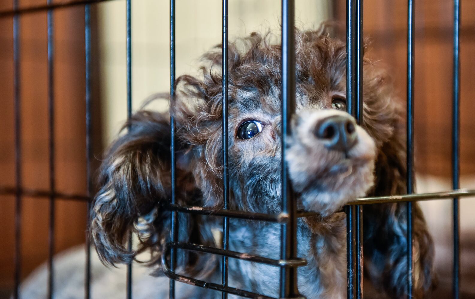 Humane Society of Warren County caring for 111 rescued poodles