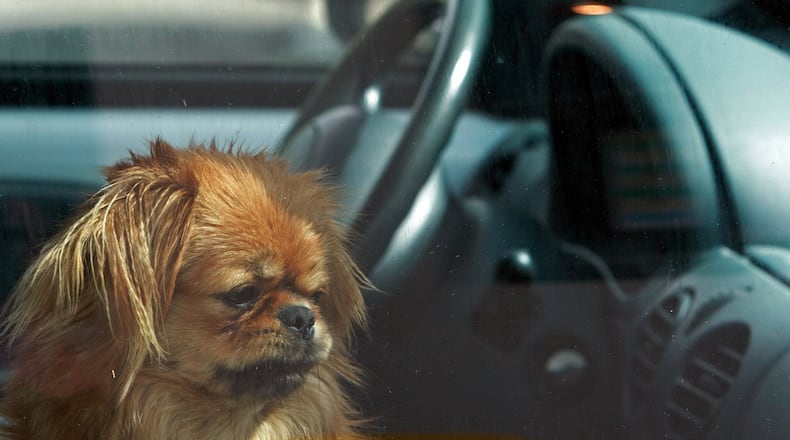 Never leave an animal in a parked car, even if the windows are partially open. Even on pleasant days the temperature inside a car can soar to more than 100 degrees Fahrenheit in less than 10 minutes. (Contributed photo)