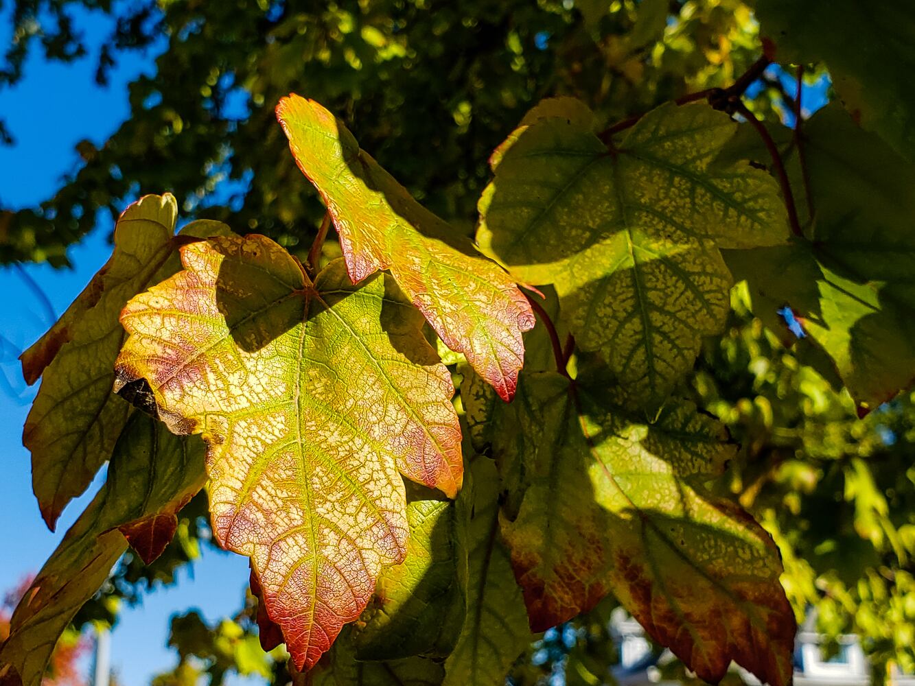 Fall colors October 2020
