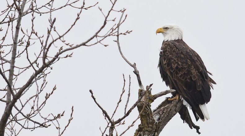 A bald eagle perches in a tree branch along the Great Miami River Wednesday morning, Nov. 22, 2023 in Hamilton. NICK GRAHAM/STAFF