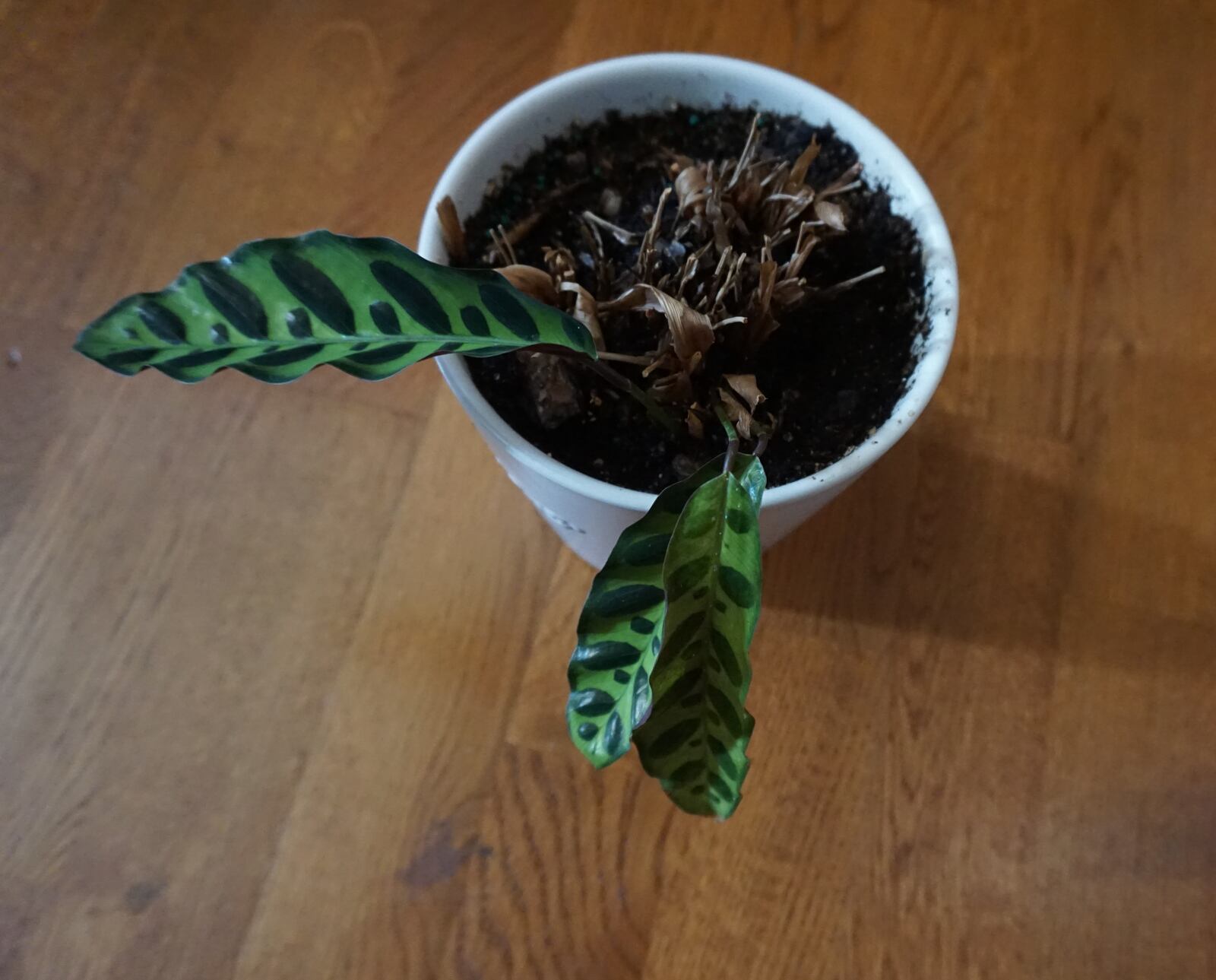After removing the dead and damaged leaves, this prayer plant might have a prayer to recover. CONTRIBUTED PHOTO