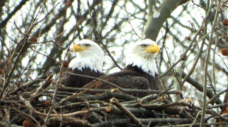 Orv and Willa, Carillon Historical Park's bald eagles, have been spending more time in their nest, a sign that an egg is on the way. PHOTO COURTESY OF JIM WELLER