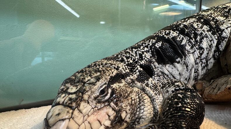 This photo provided by the New England Wildlife Center shows a tegu lizard which was found buried in snow in Providence, R.I., in late January 2025. (New England Wildlife Center via AP)