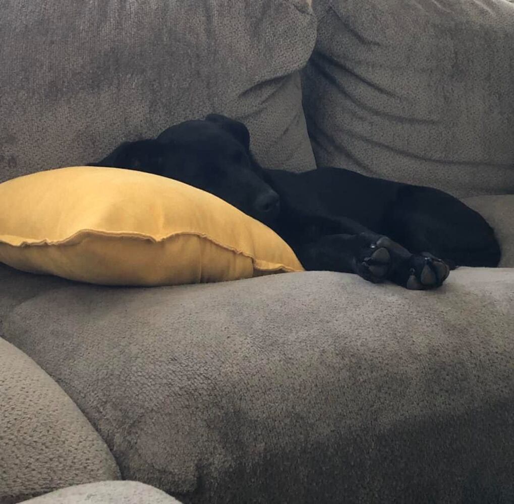 PHOTOS Readers respond to National Black Dog day post with pictures of their pets.