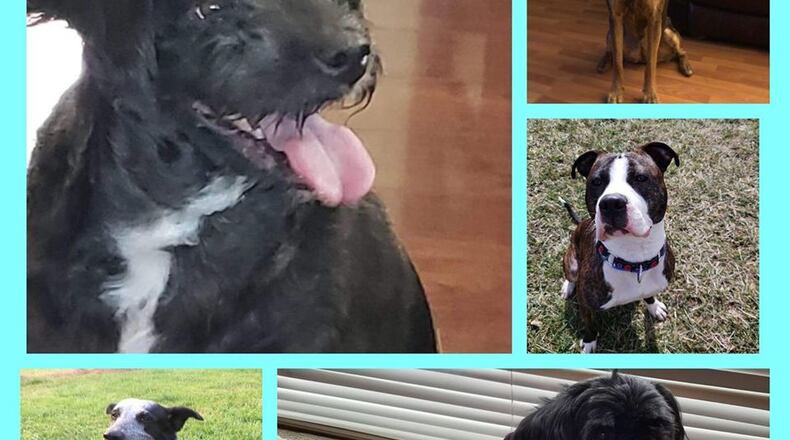 HALO K9 Behavior Consultation will hold a  virtual adoption event from 11 a.m. to 1 p.m. Saturday, March 20/