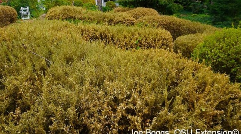 A heavy infestation of boxtree moth can eat all of the foliage quickly. Inspect plants early to prevent this damage.