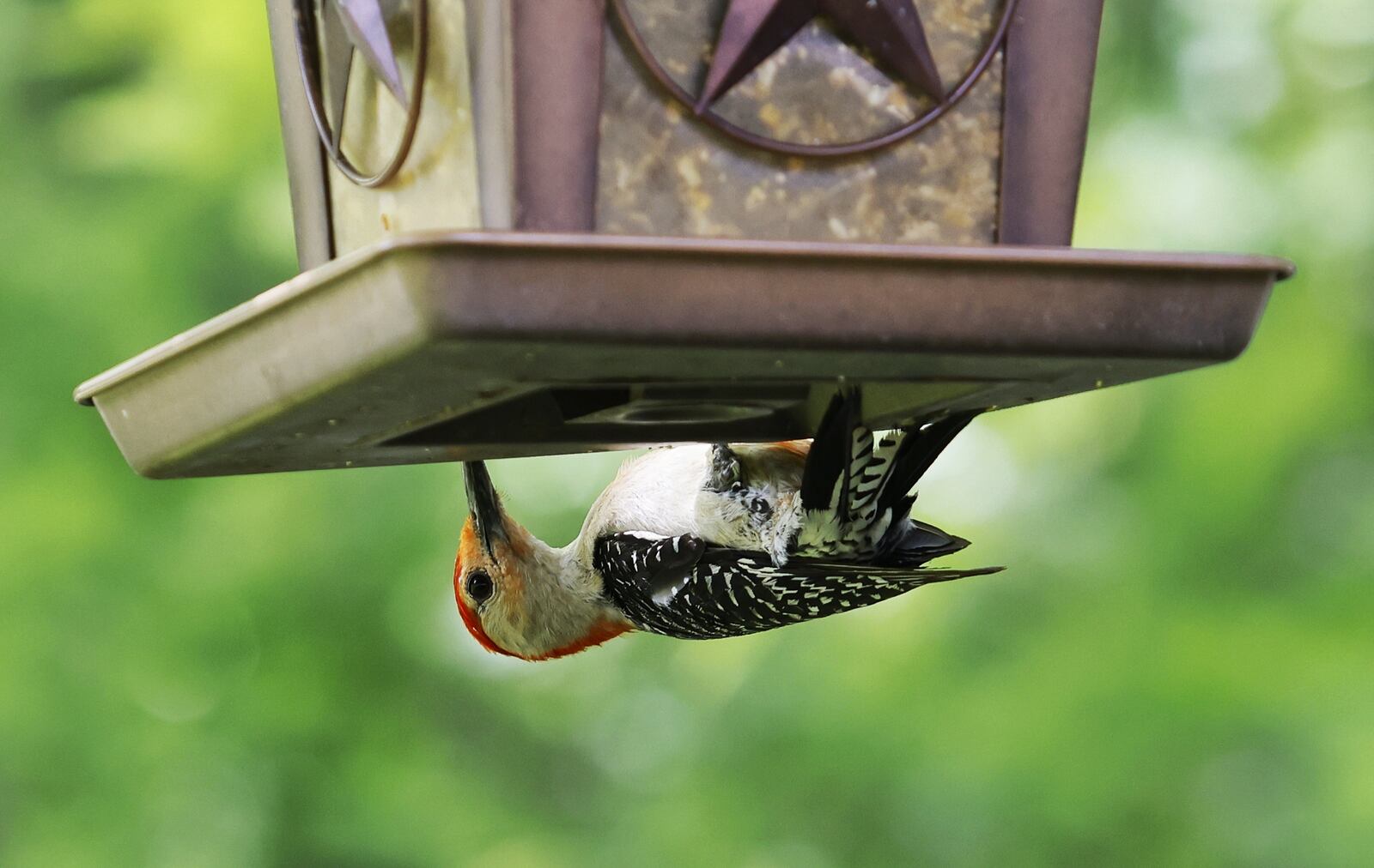 People locally should take down their bird feeders and bird baths to stop spread of a mystery disease among birds, and clean the feeders and baths with a solution of water and 10 percent bleach. NICK GRAHAM/STAFF