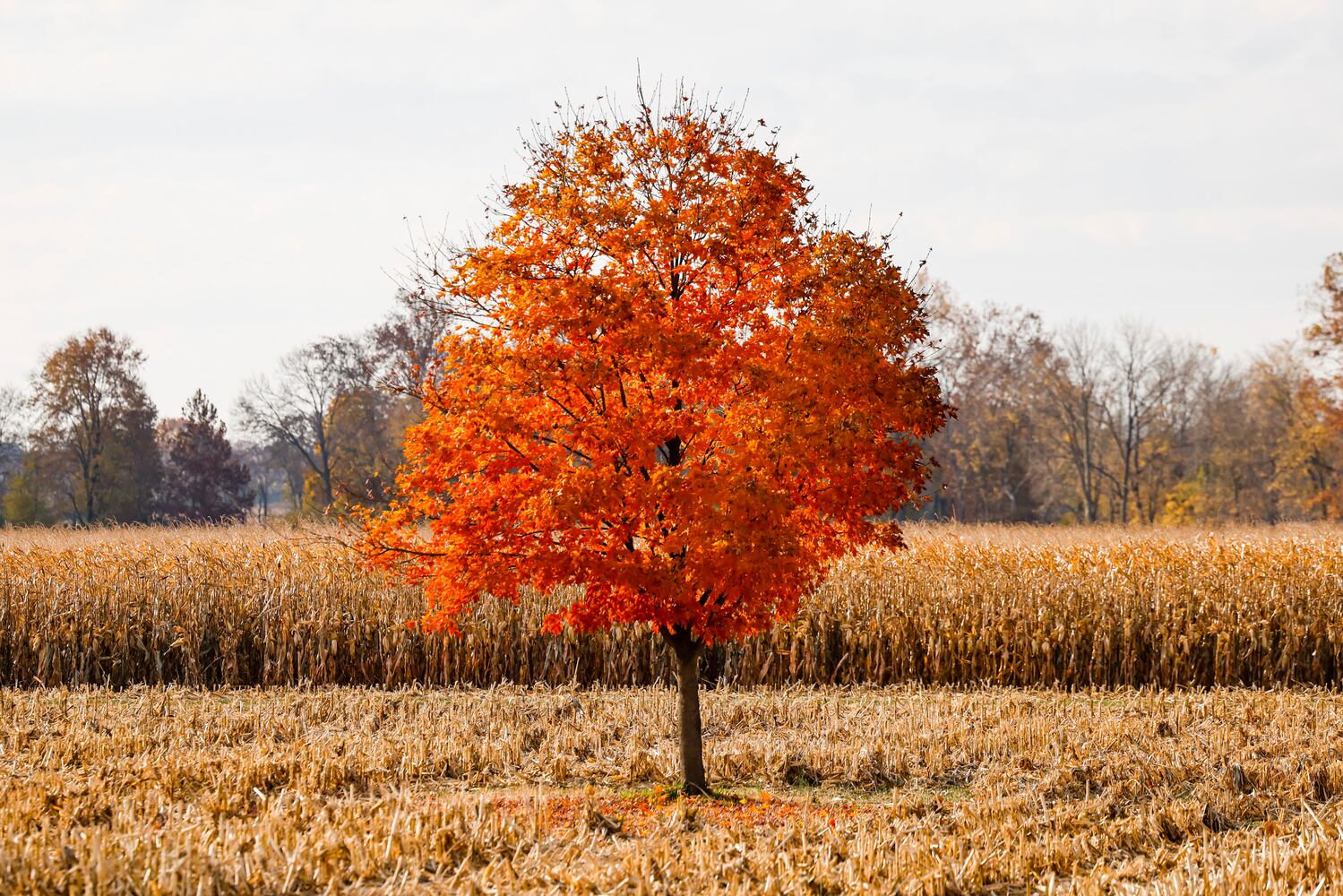 102622 fall colors butler county