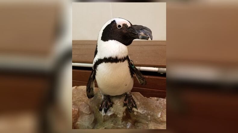 An African penguin like this one, also known as a jackass penguin because it brays like a donkey, will meet the public this month at Hamilton’s Lane Library. PROVIDED