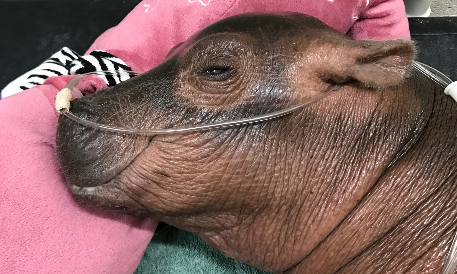 A growing Fiona has been taken off supplemental oxygen, Cincinnati Zoo officials said. CONTRIBUTED/CINCINNATI ZOO